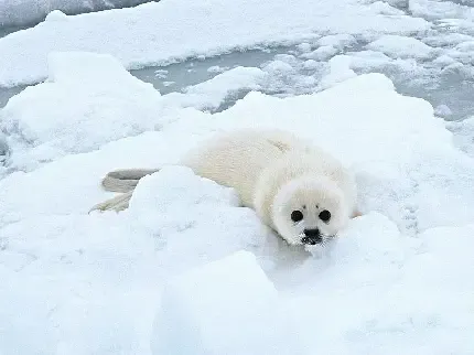  عکس فک گوگولی برای پروفایل دخترونه