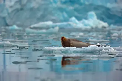  تصویر زمینه کیوت از فک با کیفیت عالی