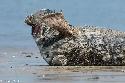  دانلود پس زمینه از فک دریایی زیبا