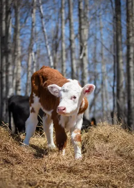 عکس زیبا از گاو با کیفیت بالا