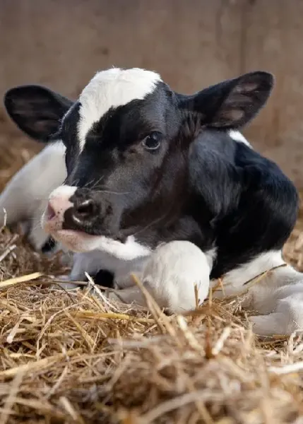  عکس زیبا از گاو با کیفیت بالا