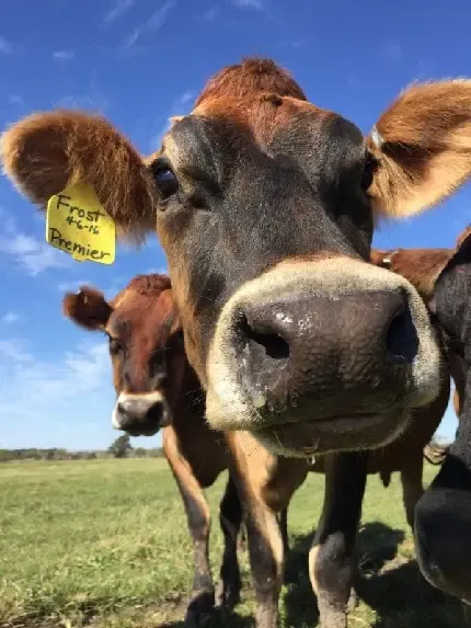  عکس زیبا از گاو با کیفیت بالا