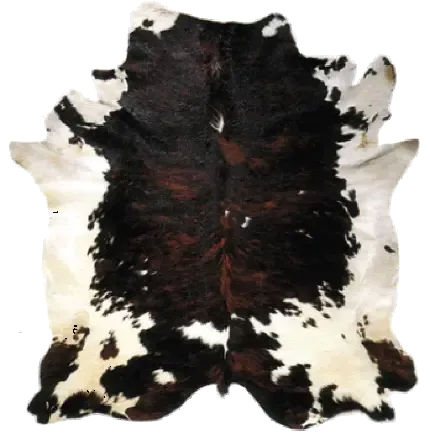  عکس زیبا از گاو با کیفیت بالا