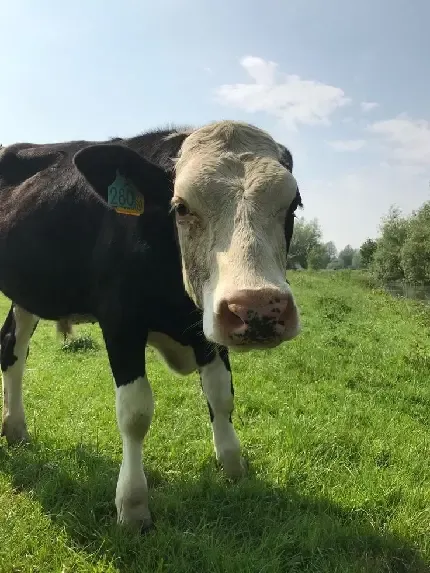  عکس زیبا از گاو با کیفیت بالا