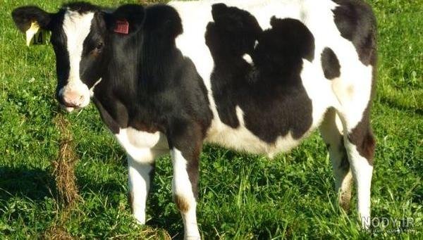 عکس گاو و گوساله