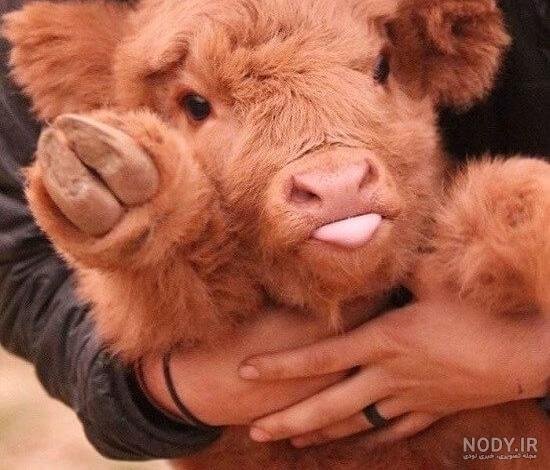  عکس گاو و گوساله