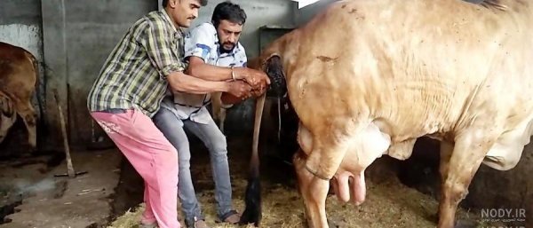  عکس گاو و گوساله