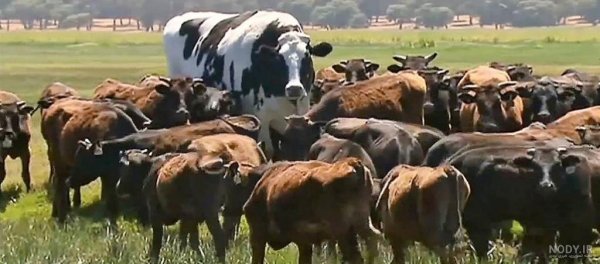  عکس گاو و گوساله