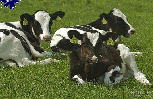  عکس گاو و گوساله