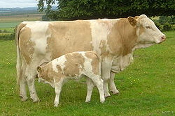  عکس گاو و گوساله