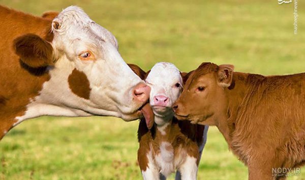  عکس گاو و گوساله