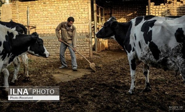  عکس گاو و گوساله