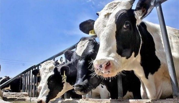  عکس گاو و گوساله