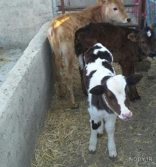  عکس گاو و گوساله
