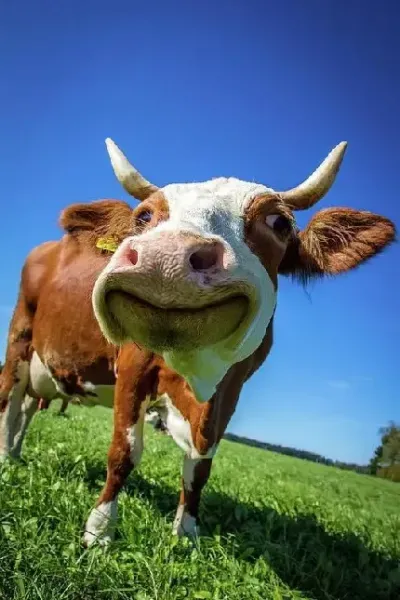 دانلود عکس  گاو های قهوه ای زیبا