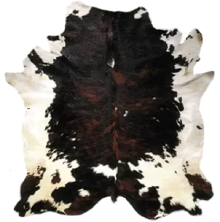  دانلود عکس  گاو های قهوه ای زیبا