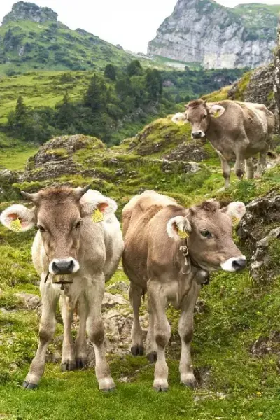  والپیپر گاوی