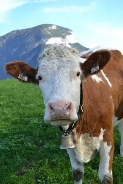  والپیپر گاوی