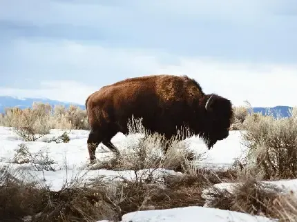  والپیپر گاوی