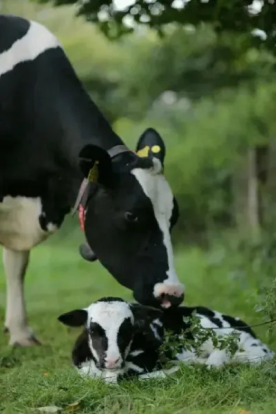  والپیپر گاوی