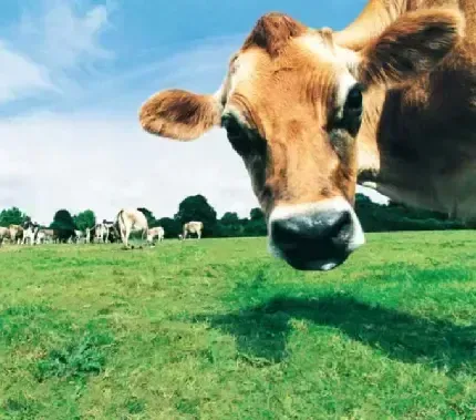  بک گراند گاو شاخ دار قهوه ای با کیفیت عالی