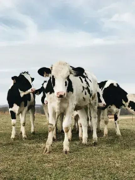  بک گراند گاو شاخ دار قهوه ای با کیفیت عالی