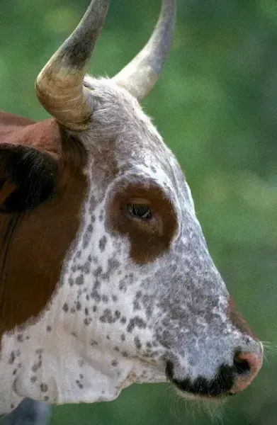  بک گراند گاو شاخ دار قهوه ای با کیفیت عالی