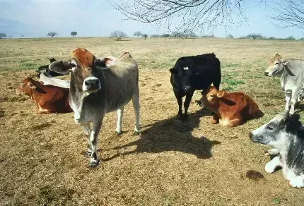  بک گراند گاو شاخ دار قهوه ای با کیفیت عالی