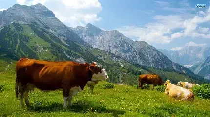  بک گراند گاو شاخ دار قهوه ای با کیفیت عالی