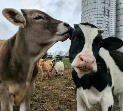  بک گراند گاو شاخ دار قهوه ای با کیفیت عالی