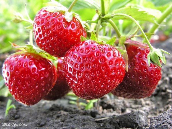 عکس پس زمینه خفن توت فرنگی برای گوشی