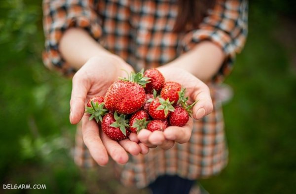  عکس پس زمینه خفن توت فرنگی برای گوشی