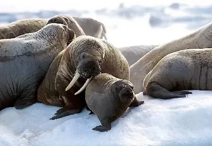  عکس گراز دریایی برای پروفایل