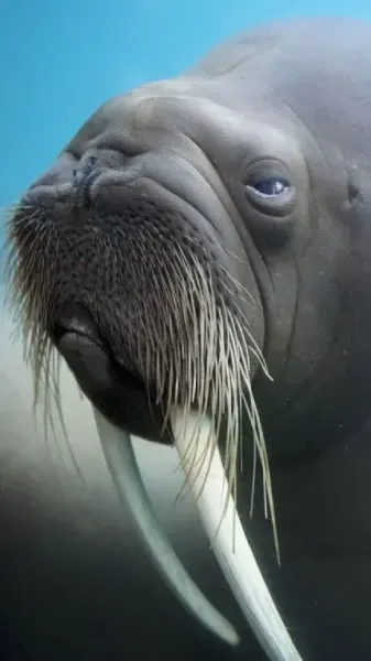  عکس گراز دریایی برای پروفایل