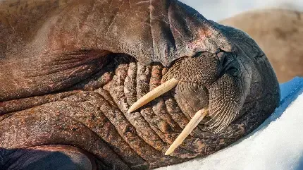  عکس گراز دریایی برای پروفایل