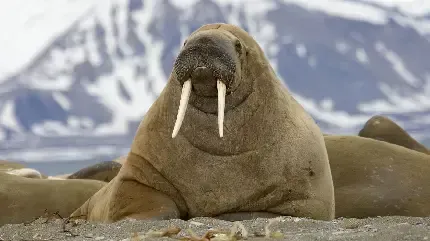  عکس گراز دریایی برای پروفایل