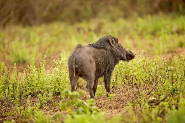 عکس گراز واقعی