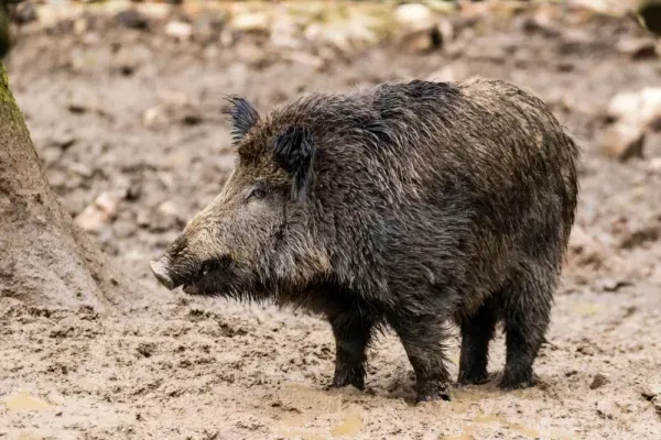  عکس گراز واقعی