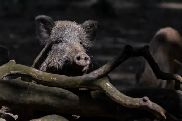  عکس گراز وحشی