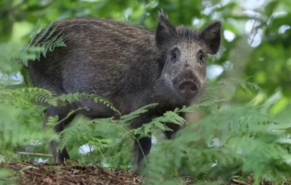  عکس گراز وحشی