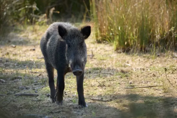  عکس باکیفیت از گراز وحشی