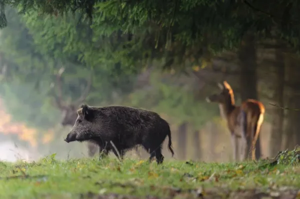  عکس باکیفیت از گراز وحشی