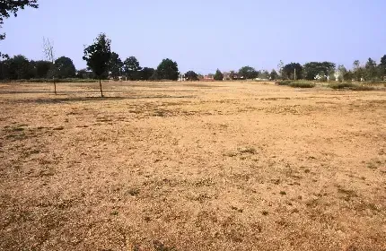  عکس خوک فانتزی