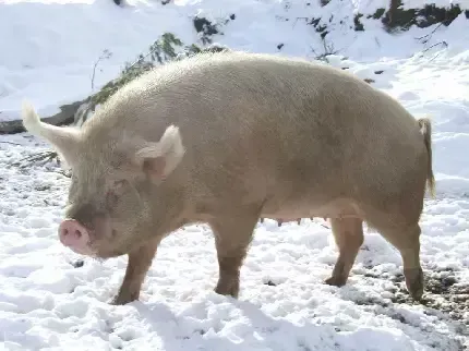  عکس خوک واقعی وحشی