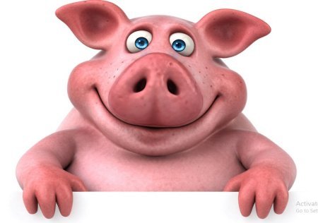  عکس خوک فانتزی برای پروفایل