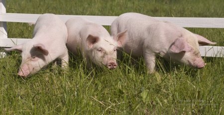  عکس خوک فانتزی برای پروفایل