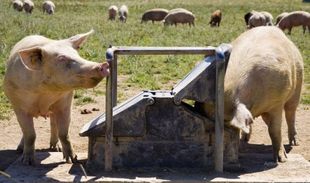  عکس خوک فانتزی برای پروفایل