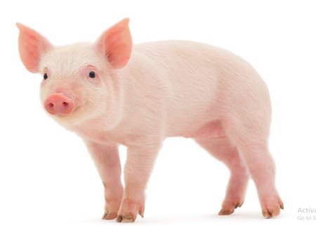  عکس خوک فانتزی برای پروفایل