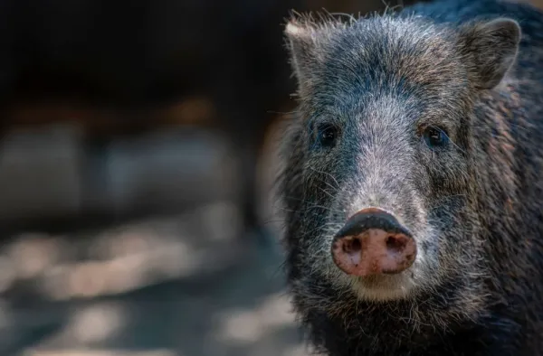  عکس گراز برای استوری