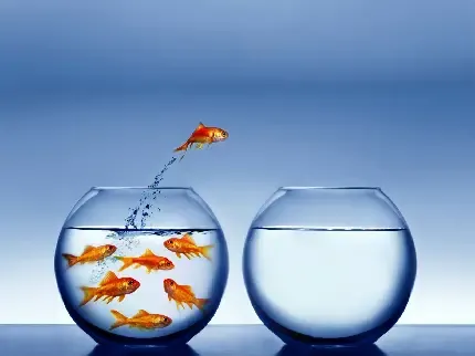  عکس ماهی فانتزی واقعی